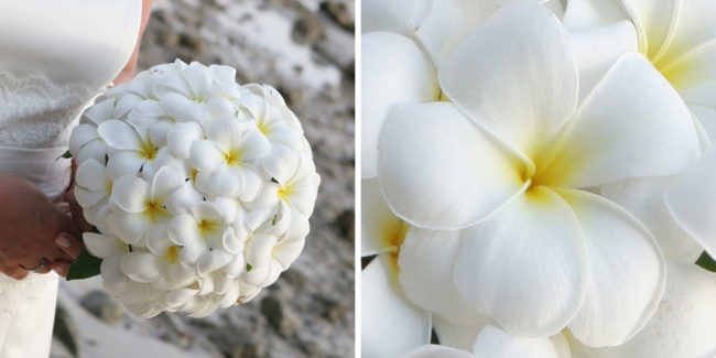 バリ島のお花 プルメリアについてのまめ知識 バリ島と私 ドタバタ珍道中ブログ